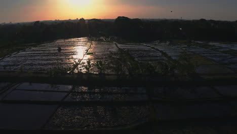 Conducción-En-Scooter-Por-El-Camino-Entre-Campos-De-Plantaciones-De-Arroz-Bajo-El-Sol-Del-Atardecer