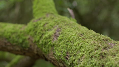 close up of moss or lichen growing on trunk of fallen tree branch in forest 1