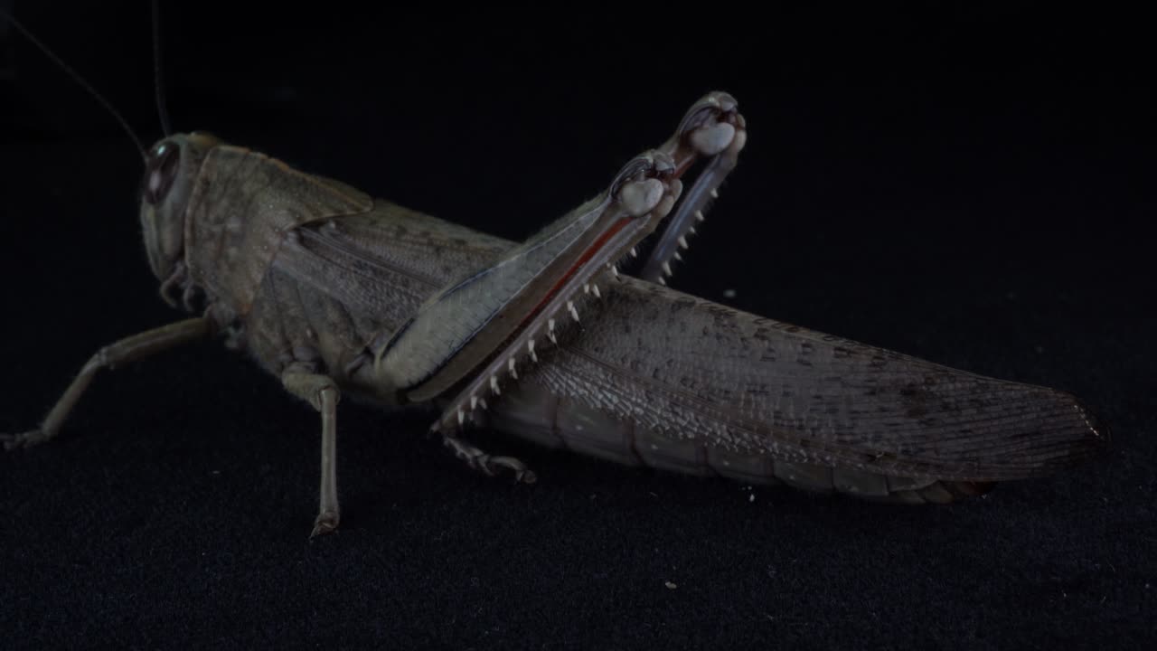 saltamontes acrobáticos: video macro de un insecto aislado con patas largas saltando sobre un fondo negro