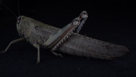 acrobatic grasshopper: macro video of an isolated insect with long legs jumping on black background