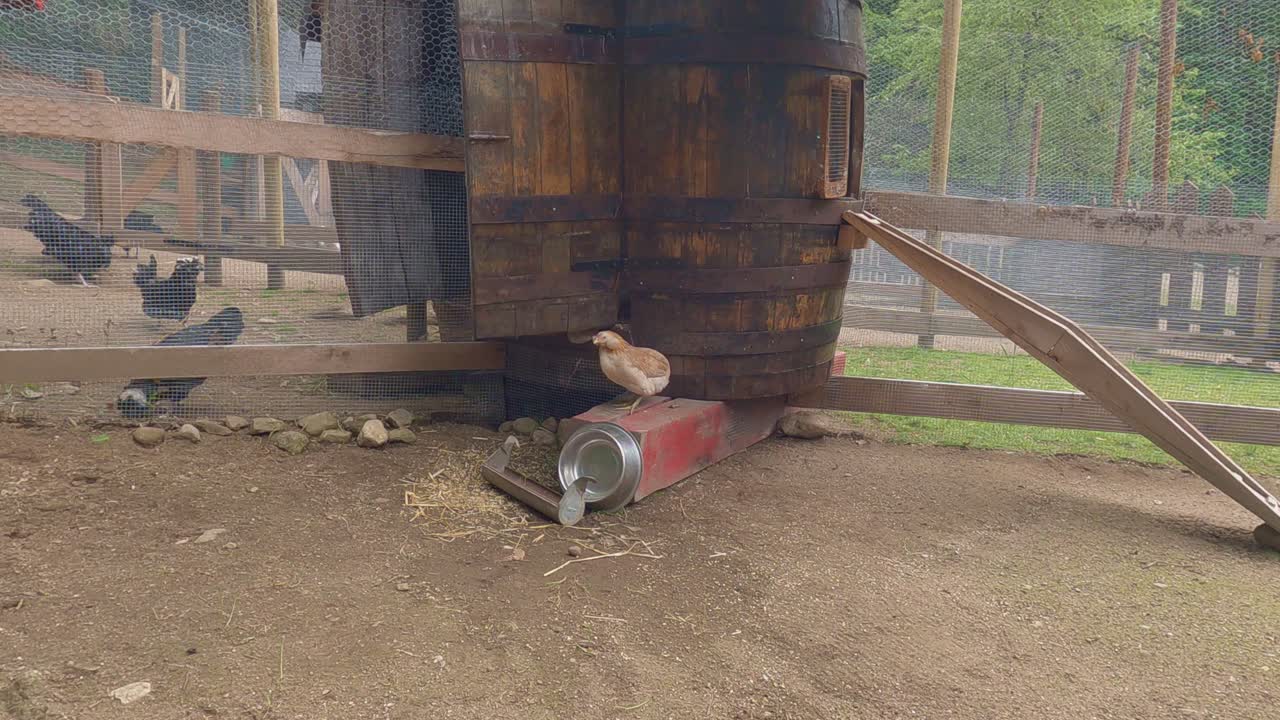 아름답고 재미있는 아라우카나 무뚝뚝한 닭, 확대