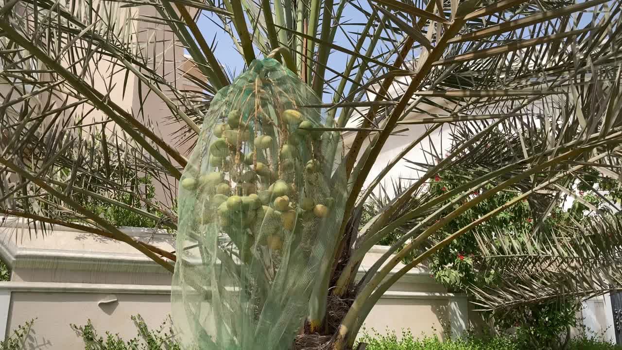 palmera de dátiles con frutas verdes con bolsa amarilla por encima de los racimos que se mueven en el viento en el jardín.