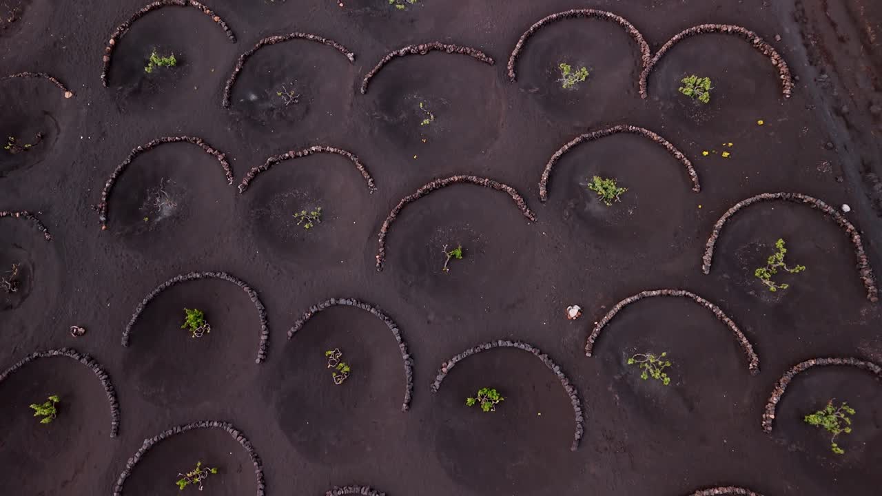 La Geria is a unique wine-growing region in Lanzarote, part of the Canary Islands, Spain, known for its striking landscape shaped by volcanic activity.
