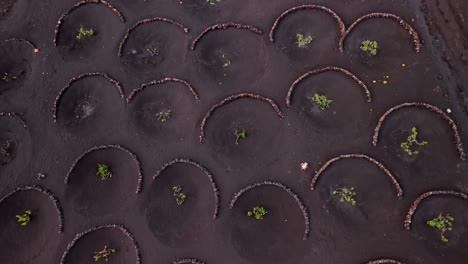 la geria is a unique wine-growing region in lanzarote, part of the canary islands, spain, known for its striking landscape shaped by volcanic activity.