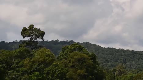 a tree jutting out of the forest, mountains and moving clouds in khao yai national park, time-lapse at original speed; the clouds moving fast and trees shaken by the wind