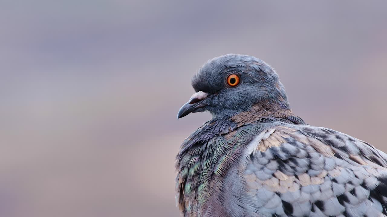Pigeon captured in detail, highlighting its textured plumage and striking gaze