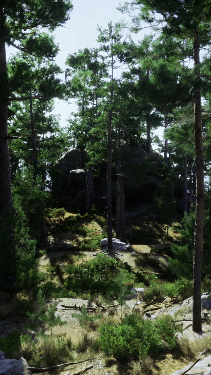 Sunlight filters through tall trees in a serene forest landscape