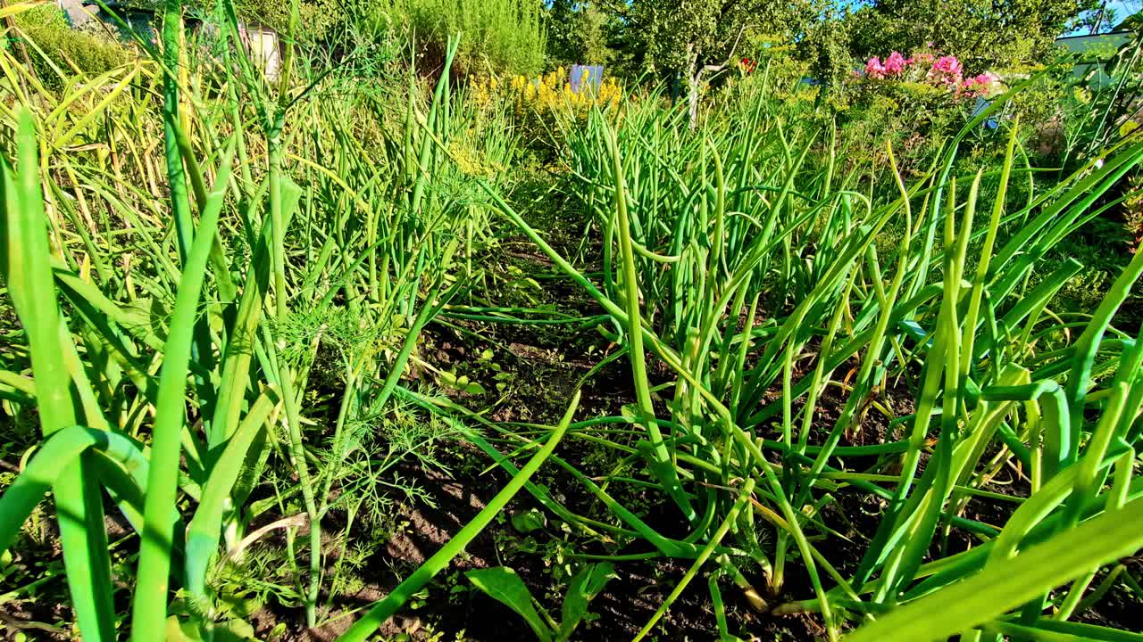 Onion and dill in a garden