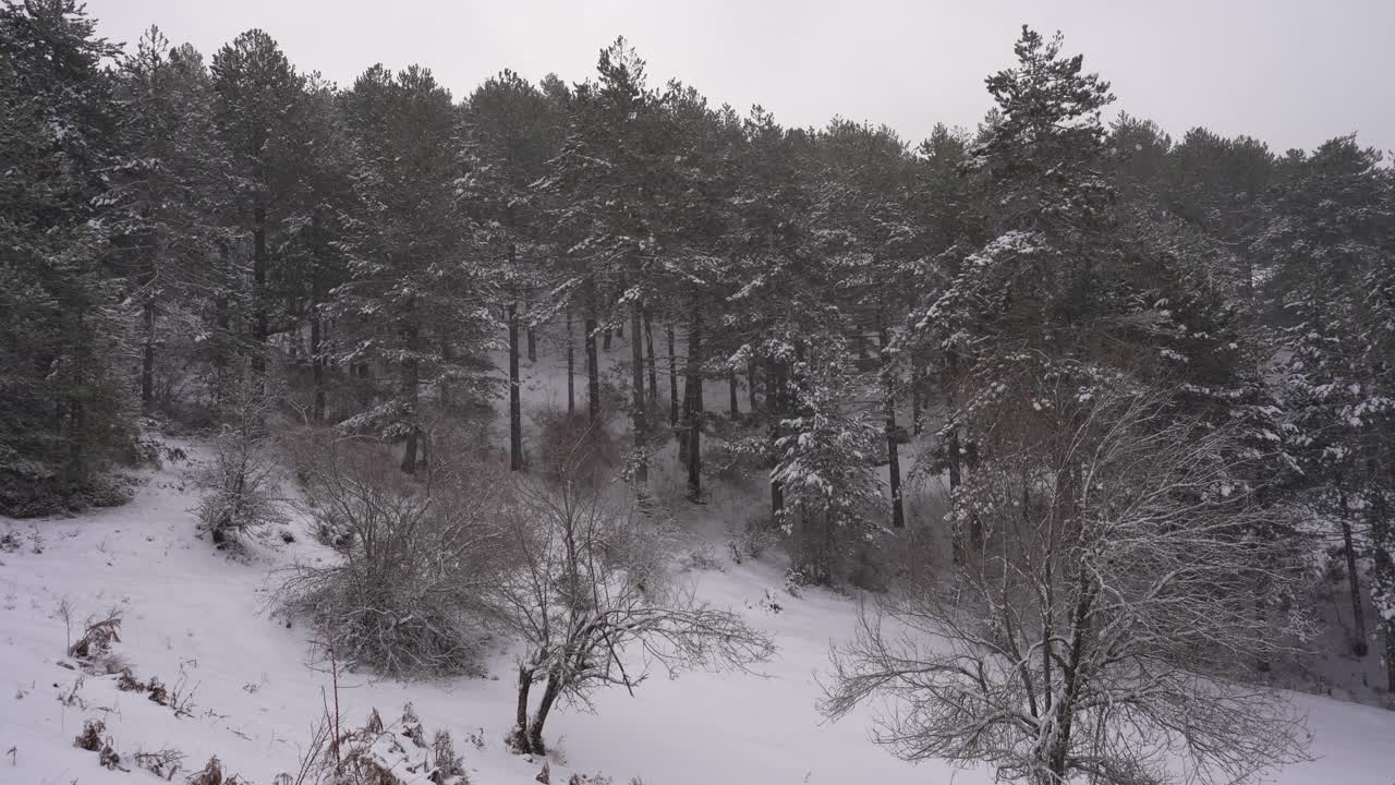 산 위의 눈으로 덮힌 야생 숲의 얼어붙은 소나무, 복사 공간 겨울 풍경