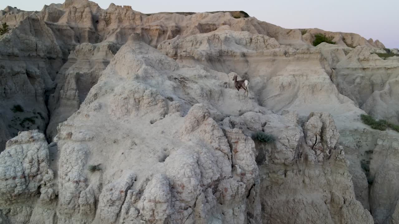 una toma de un dron de 4k de ovejas bighorn en la parte superior de las colinas fuertemente erosionadas del parque nacional badlands, en el suroeste de dakota del sur, u.s.a.