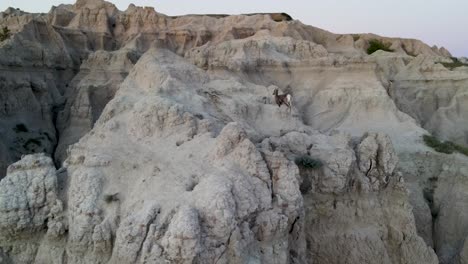 A-4K-drone-shot-of-Bighorn-sheep-on-top-of-sharply-eroded-buttes-of-The-Badlands-National-Park,-in-Southwestern-South-Dakota,-U