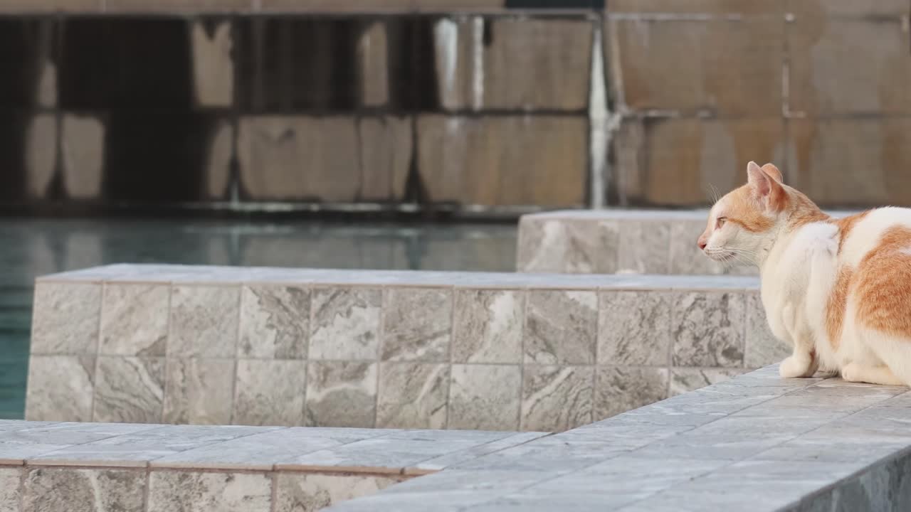 A ginger cat attentively watches from a stone platform, surrounded by textured walls and water.