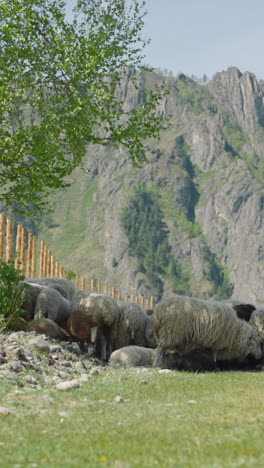Herd of fluffy sheep grazes on roadside against large cliff of rocky mountain on spring day. Farm animals at countryside. Small cattle and rural landscape