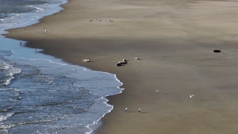 Aerial-pan-shot-of-seals-and-seagulls-on-beach---Dutch-river-delta