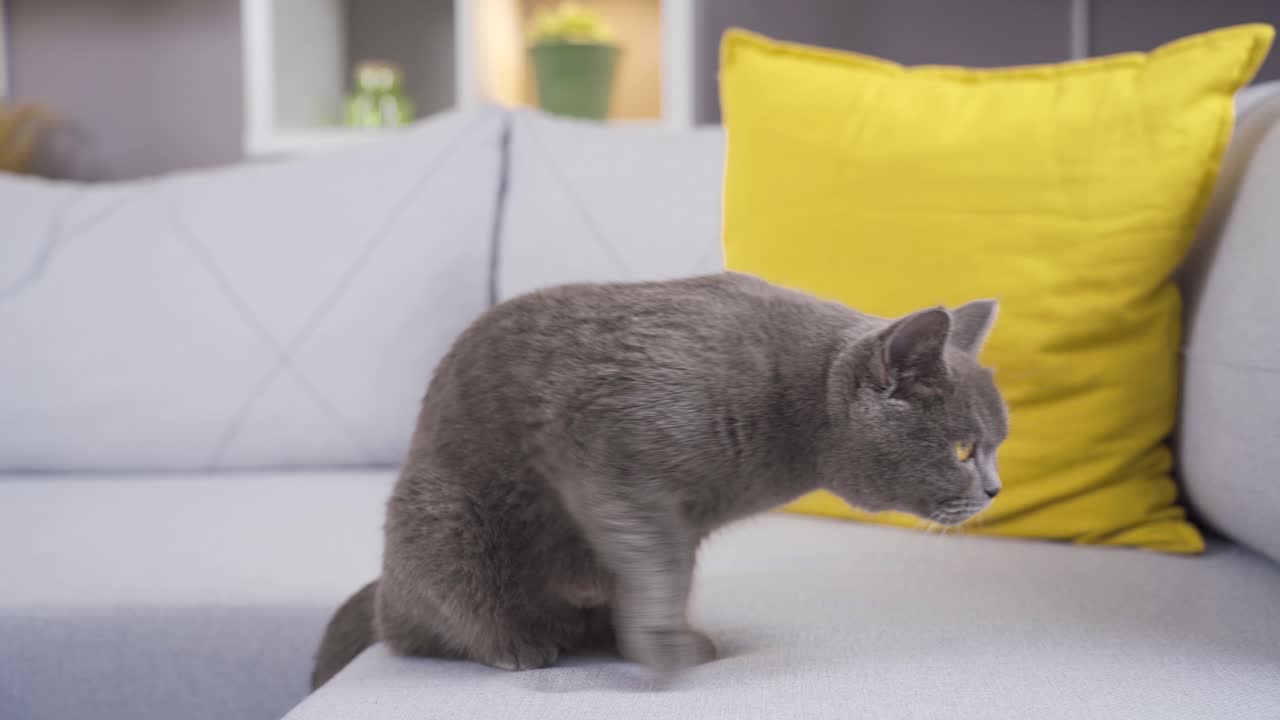 Gatto grigio che si guarda intorno a casa