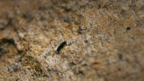 Black-springtail-on-rocky-surface,-macro-hexapod-in-nature