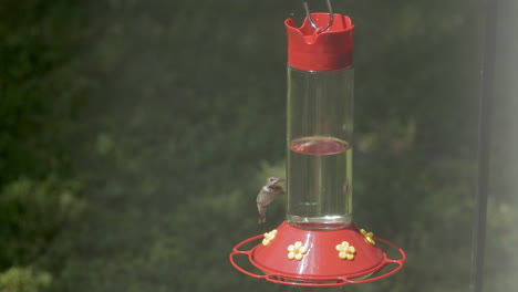 a hummingbird flies around a bird feeder and then out of frame in slow motion