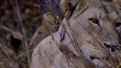 Close-up-of-mother-lioness-keeping-a-watch-out,-laying-down-in-grass-in-South-Africa,-hiding-from-the-rain