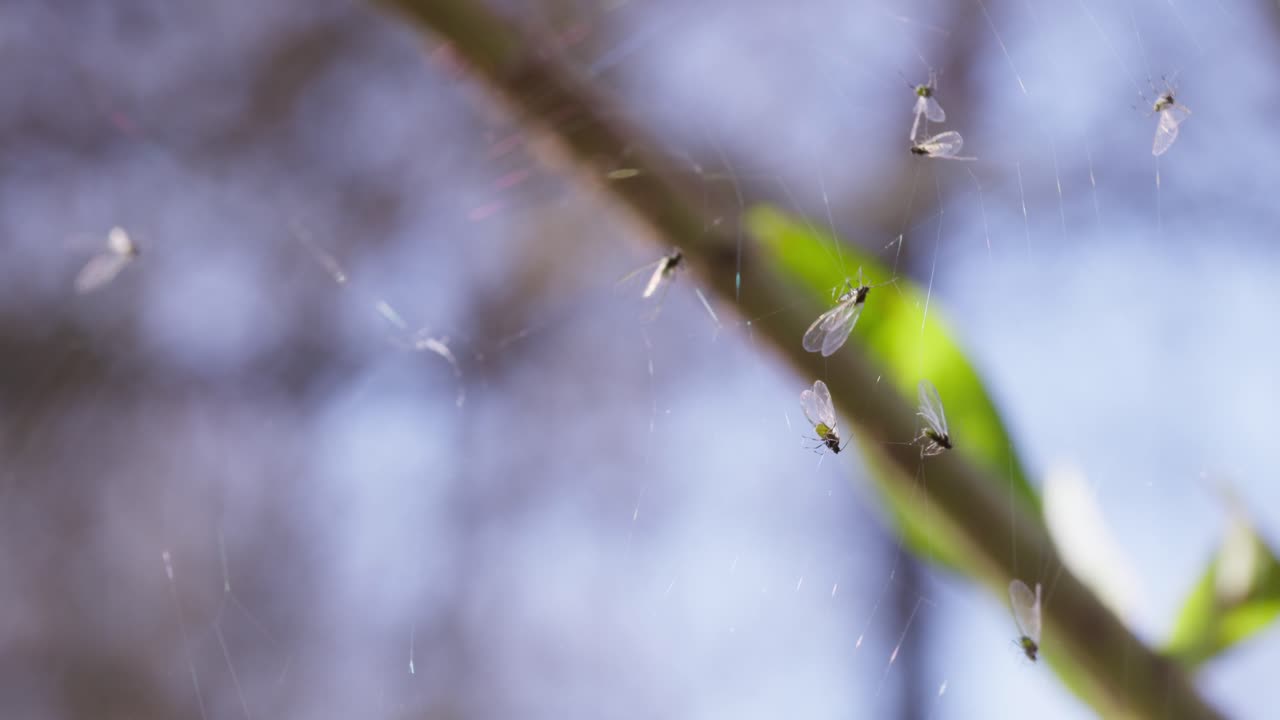 Una ripresa panoramica dettagliata di una ragnatela dove molte piccole mosche e insetti sono rimasti intrappolati nella seta