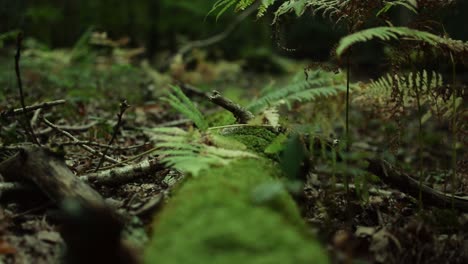 macro shot of a fallen branch in the woods
