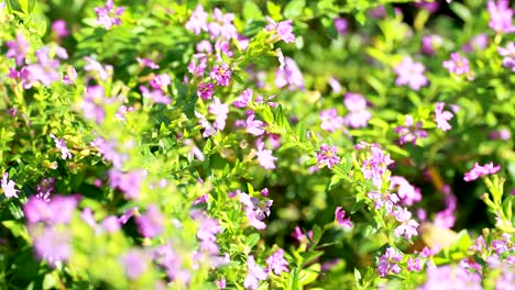 flores coloridas que florecen en un entorno verde exuberante