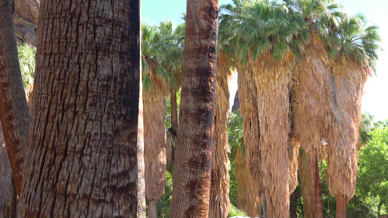 A grove of palm trees near Palm Desert California