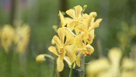 nahaufnahmen einer wunderschönen gelben orchidee