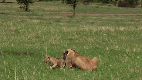 lioness from the dikdik pride lying on the grassland while her three months old baby cub is walking in olare motorogi conservancy, maasai mara, kenya - close-up shot