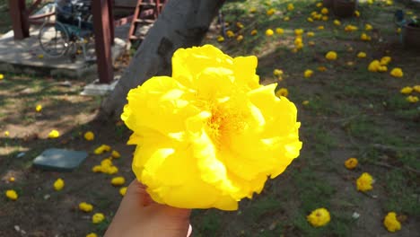 hand holding a yellow flower, changing angles slightly