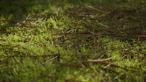 hojas secas de pino caídas en el suelo del bosque