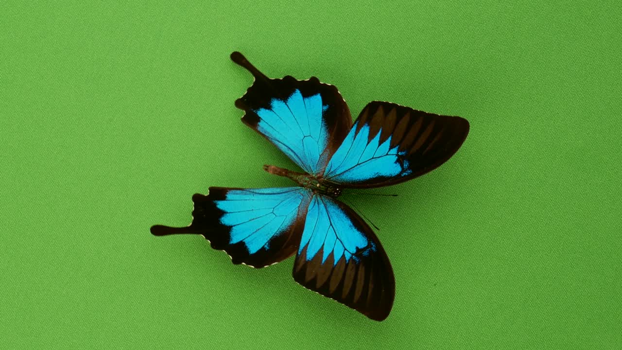 Farfalla tropicale Papilio ulysses che ruota su sfondo verde.