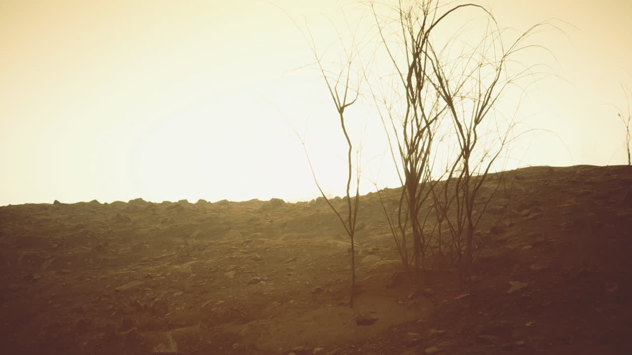 Sunrise over a barren landscape with dry branches in the foreground