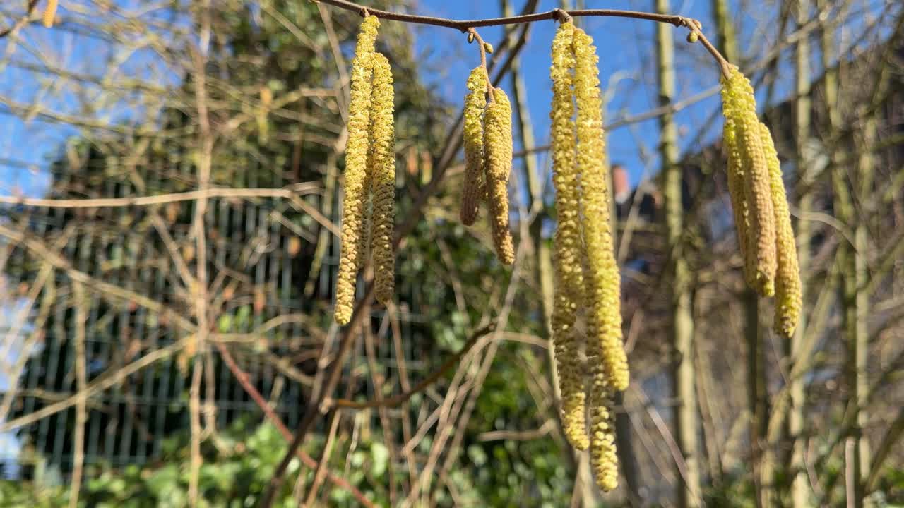 Yellow hazel catkins on a branch in sunlight in early spring