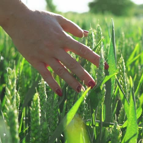 female hand amongst ripening ears of golden wheat in an agricultural field. concept of a farmer and the cultivation of a staple foodstuff