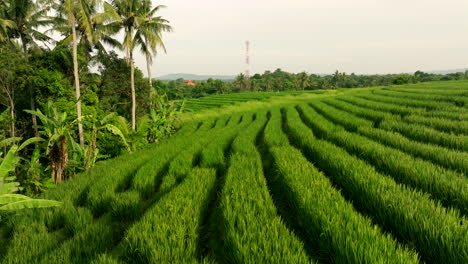 rows of verdant rice crops next to lush forested area, low aerial dolly