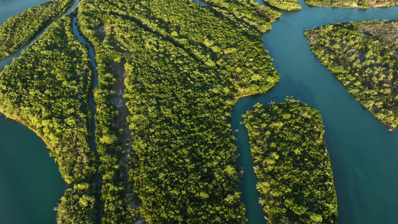 vuelo de drones sobre un exuberante bosque de manglares en jericoacoara, brasil