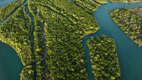 Vuelo-De-Drones-Sobre-Un-Exuberante-Bosque-De-Manglares-En-Jericoacoara,-Brasil