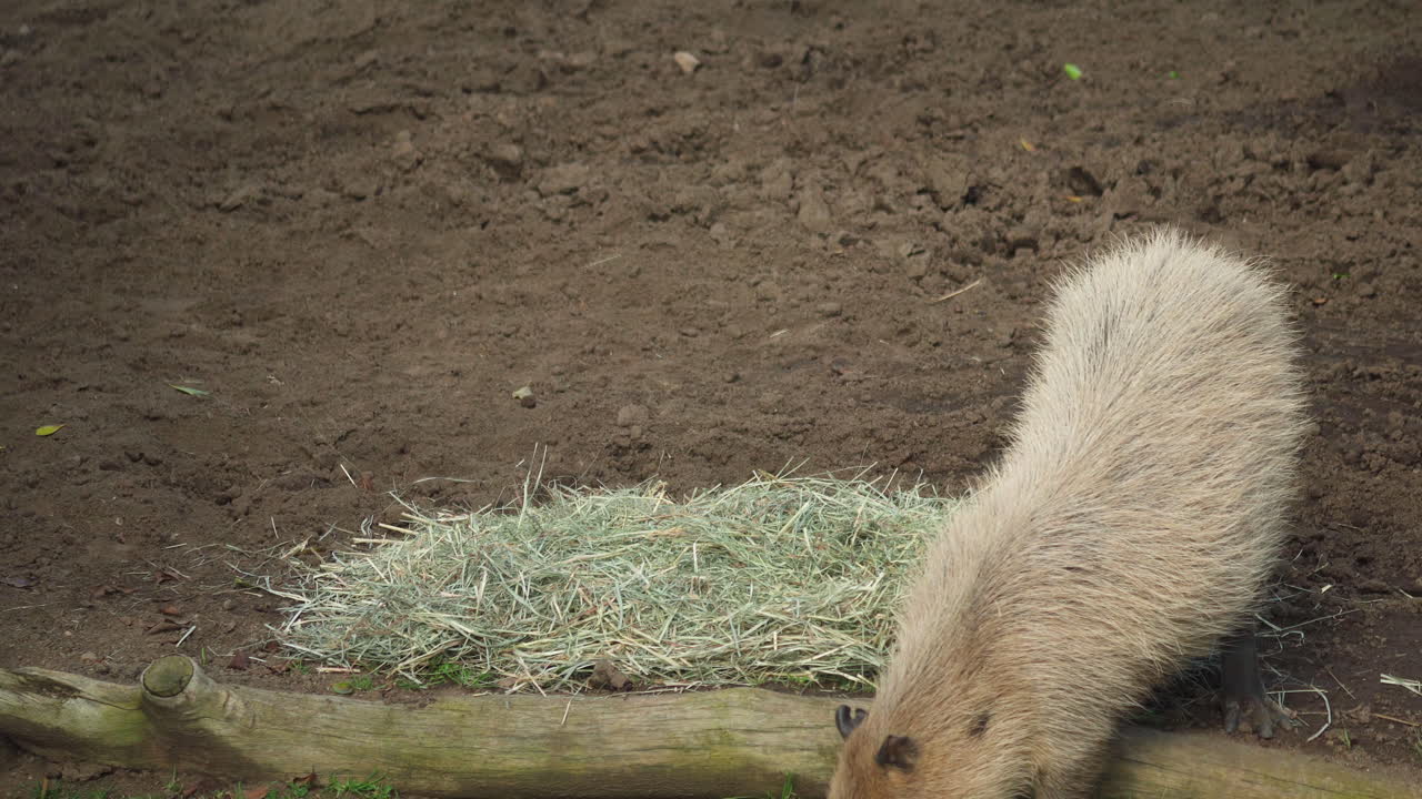 A capybara chews dry grass in its enclosure at Zoo