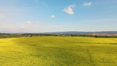 Campo-De-Colza-Floreciente-En-Un-Día-Soleado