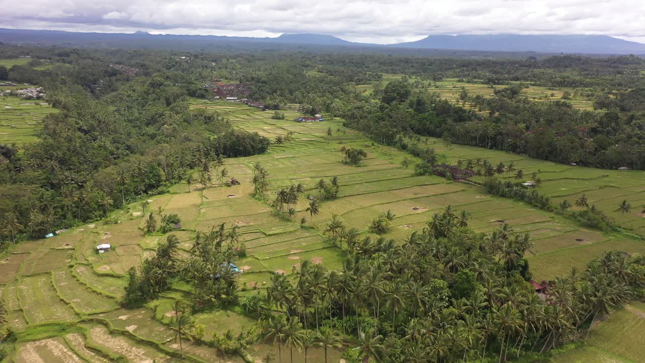 imágenes de drones volando sobre vastos campos de arroz en ubud, bali, indonesia