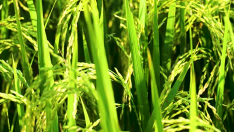 dragonfly perching on growing rice grain fields on a sunny morning