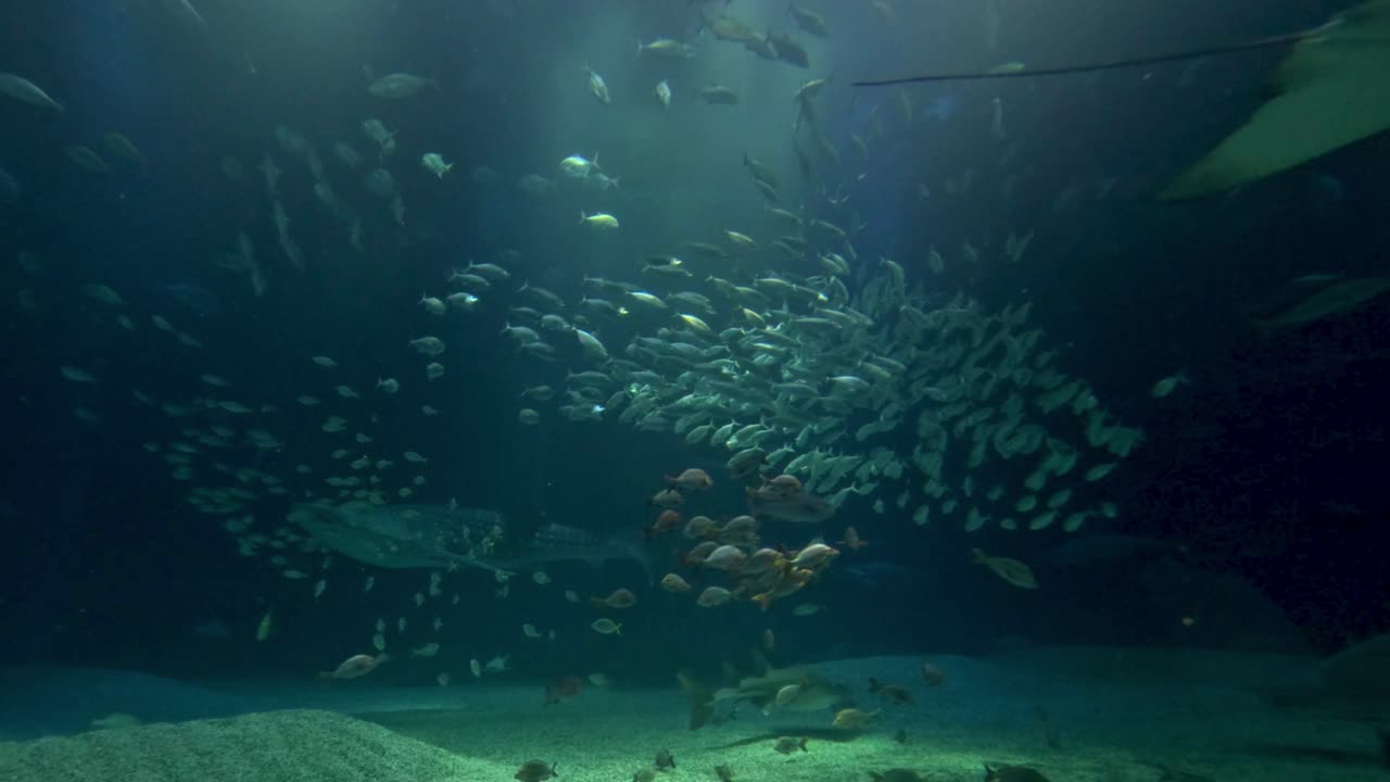 tiburón ballena nadando con peces en el acuario