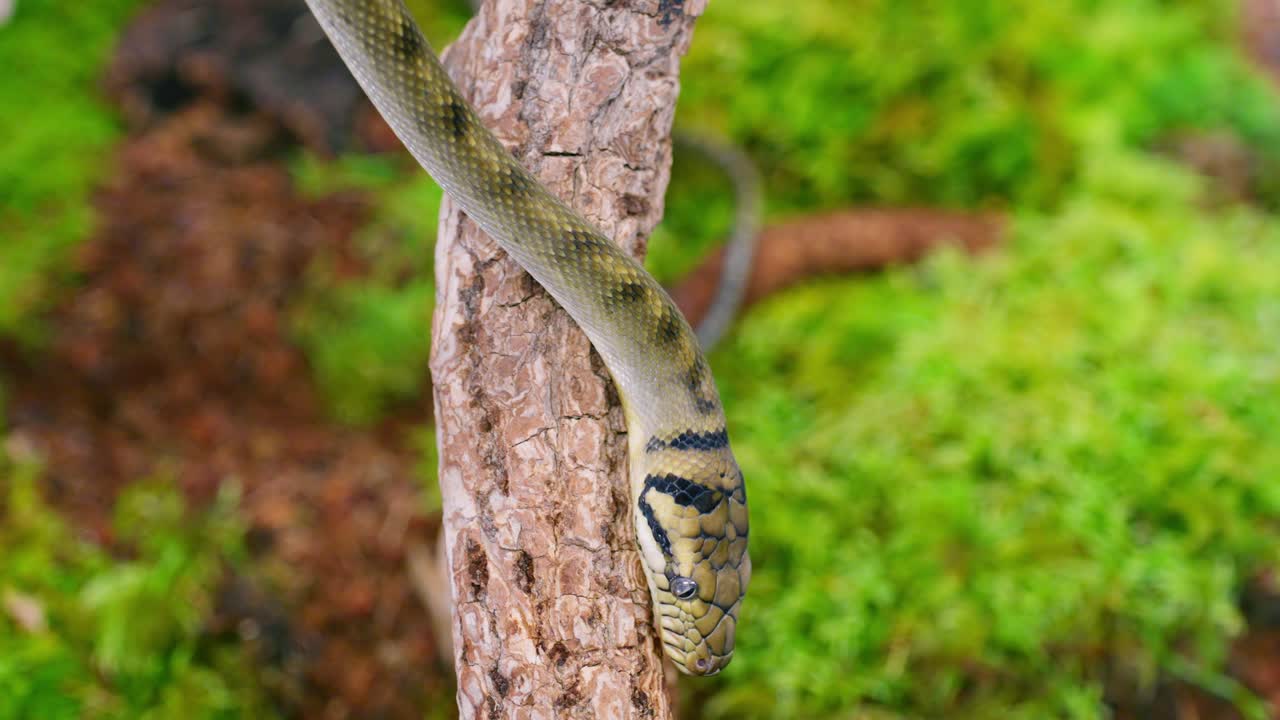Slithering snake moving gracefully along a tree branch in slowmotion