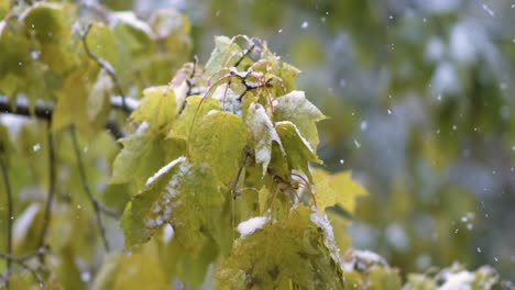 snow-covered autumn leaves