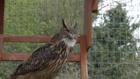 a eurasian eagle owl resting on the open farm in ireland, county laois, europe at daytime