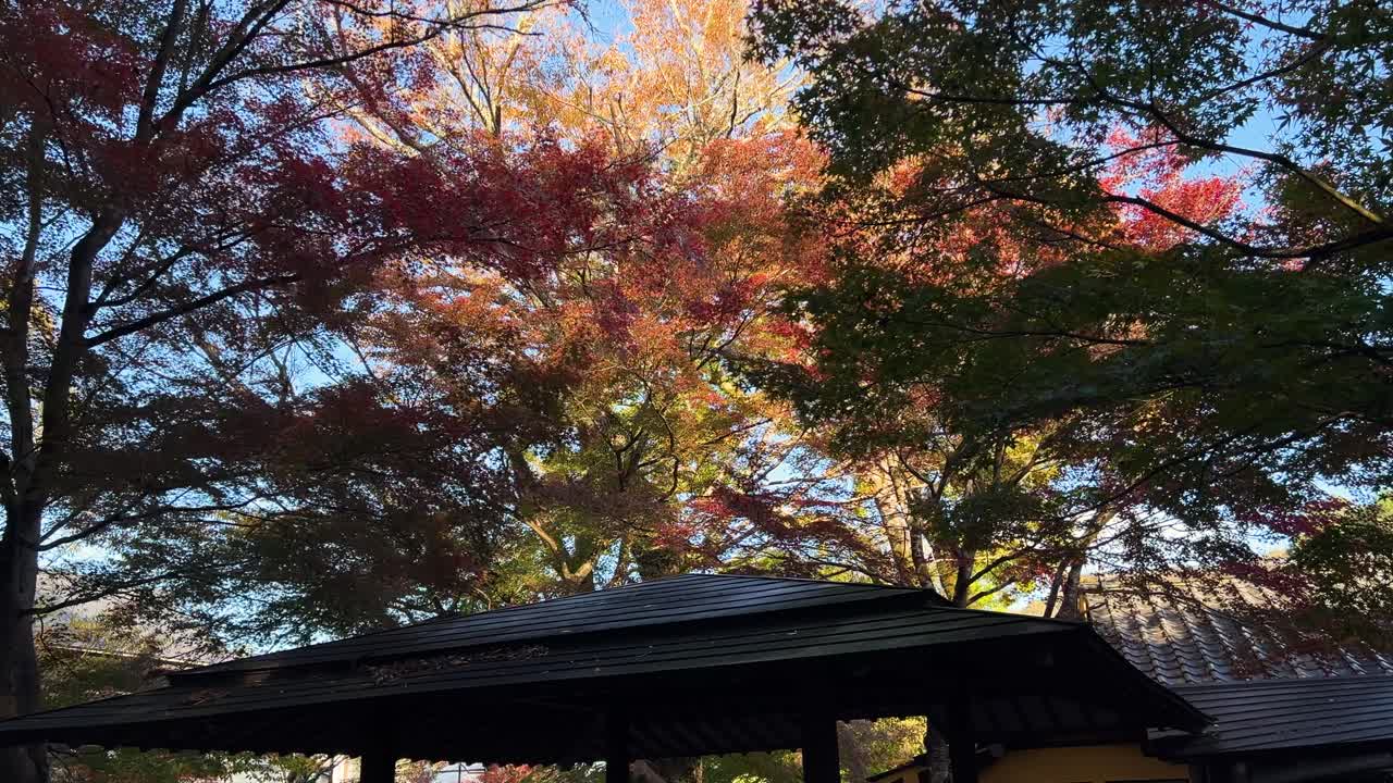 느린 움직임의 영화적 추진력으로 활기찬 가을 색상의 실루을 향해