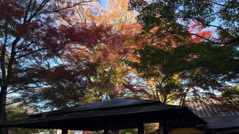slow motion cinematic push in toward vibrant fall color silhouettes