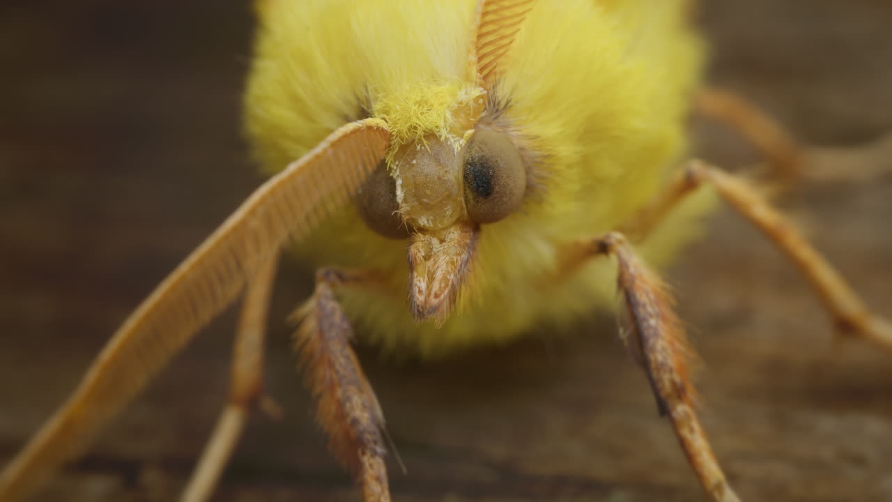 Canary-shouldered Thorn moth, Ennomos alniaria, resting. Macro insect outside in nature