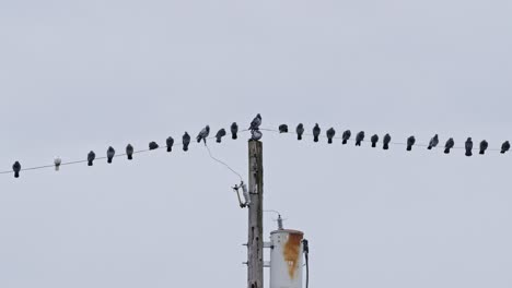 a flock of pigeons on a power line, some preening, some resting