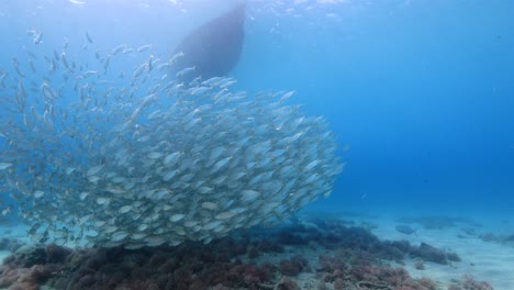 bait ball at the coral reef in the caribbean sea around curacao